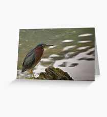 Green Heron Greeting Card