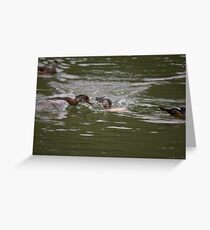Ducks Greeting Card