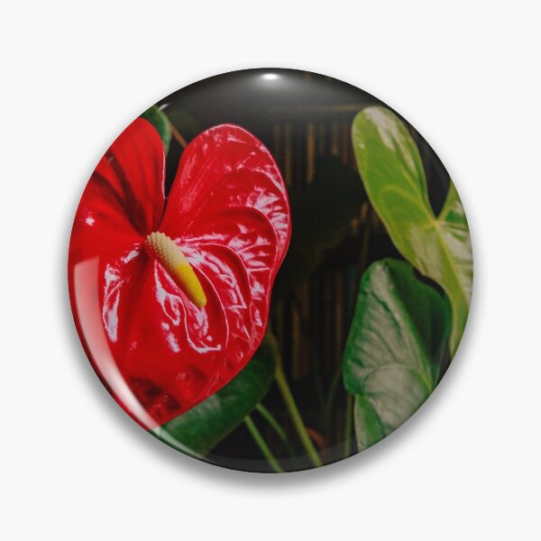 Item preview, A Large, Red Heart-shaped Anthurium For Valentine's Day designed and sold by Mano Chandra Dhas.