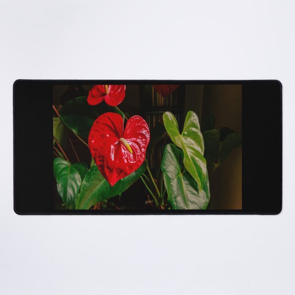 Item preview, A Large, Red Heart-shaped Anthurium For Valentine's Day designed and sold by Mano Chandra Dhas.