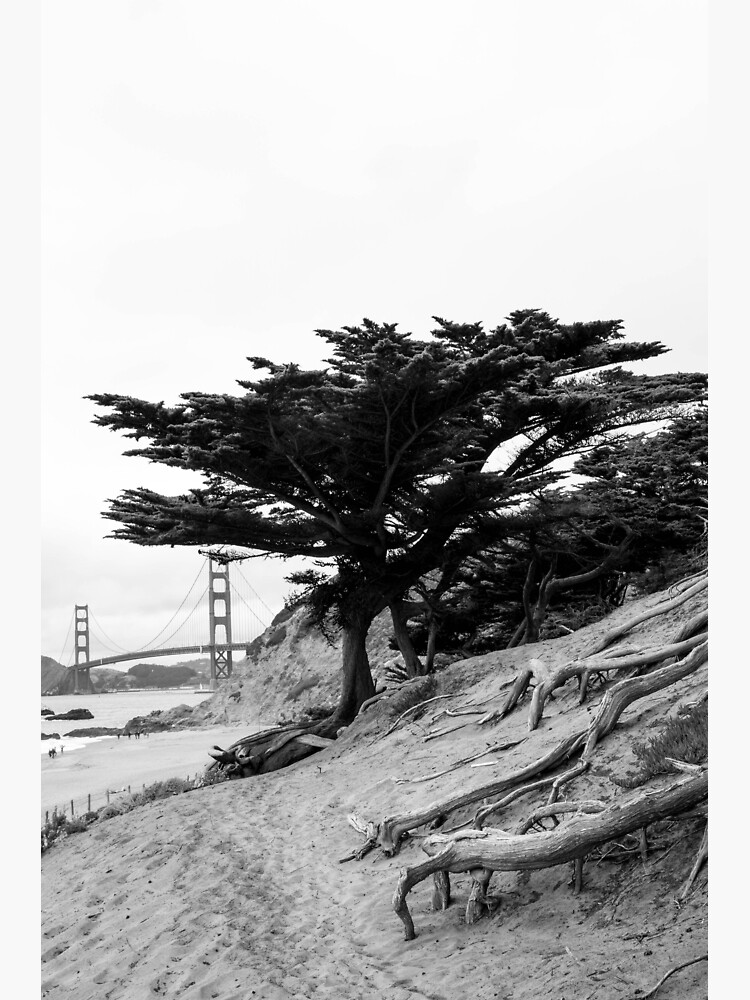 "Baker Beach Tree" Poster for Sale by OcularDaydreams Redbubble