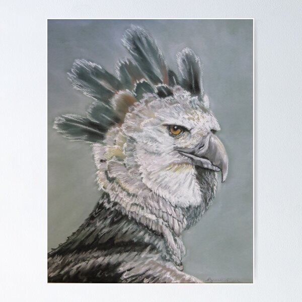 Harpy Eagle Art Prints for Sale - Fine Art America