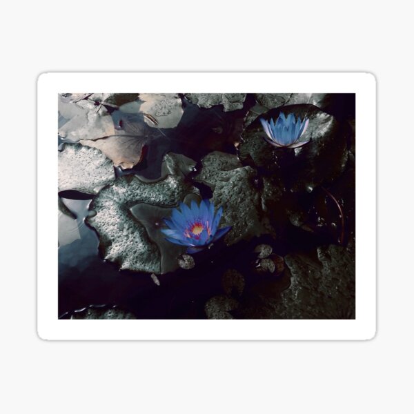 Poison Is Such Beauty Sticker