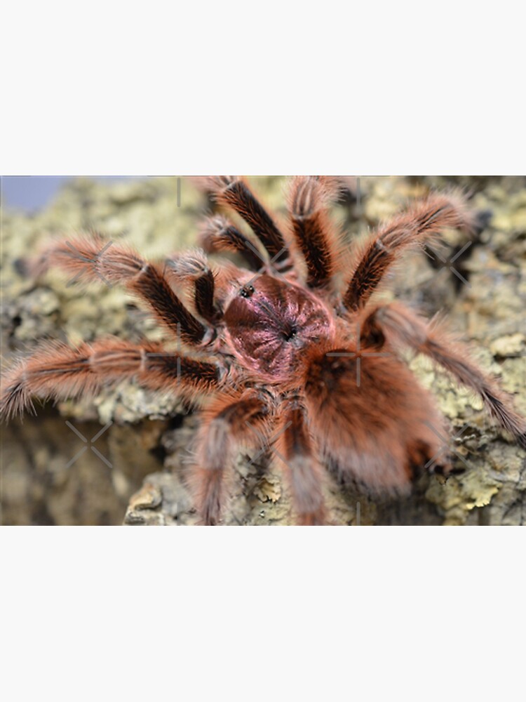 "Chilean rose tarantula rose hair tarantula for sale" Sticker for Sale