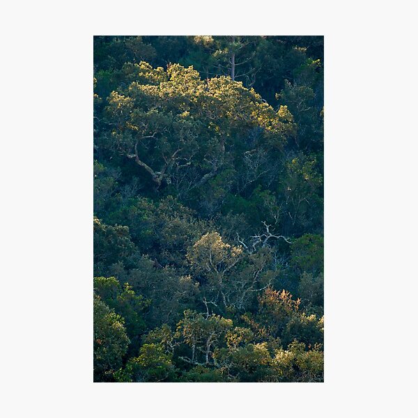 Item preview, Wild-Forest portugal-Monteehetoma1 designed and sold by jo-twinflame.