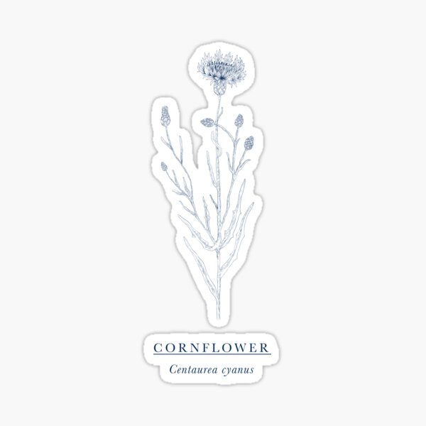 Cornflower Sticker