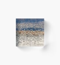 Snow Geese At Willow Point Acrylic Block