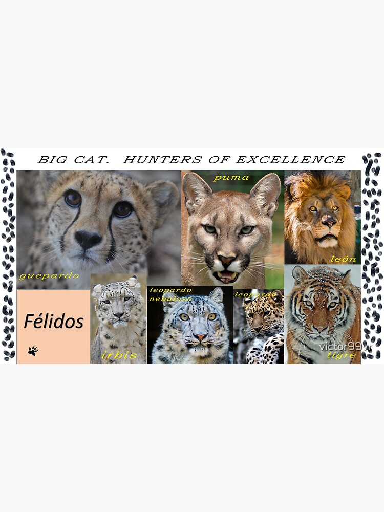 "FACES. Big Cats. Hunters par excellence, specialized for hunting