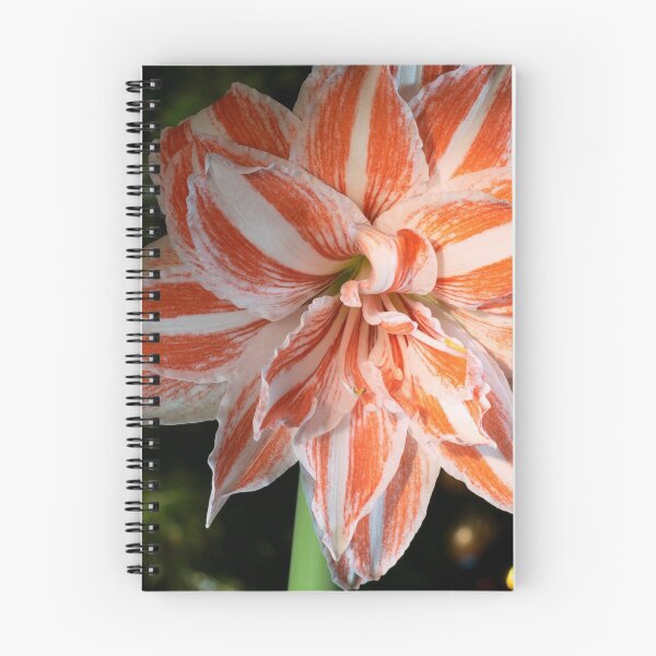 Item preview, Amarilis designed and sold by CameliaC.