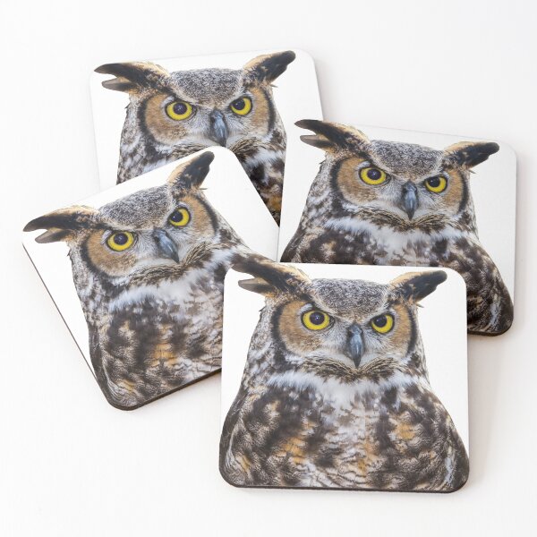 Item preview, 1st Concentrated Majestic Beautiful Angry Owls Stickers Pack. Essential For Every Owl Lover. Suitable For Laptops, Walls, Cars - Cute designed and sold by AnimalStickers-.