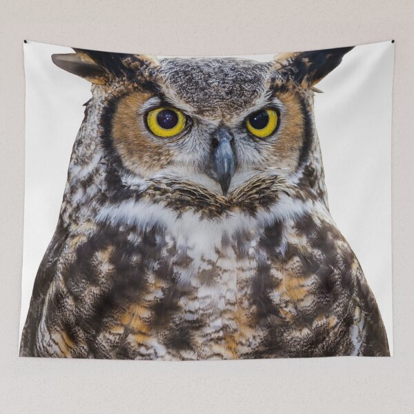 Item preview, 1st Concentrated Majestic Beautiful Angry Owls Stickers Pack. Essential For Every Owl Lover. Suitable For Laptops, Walls, Cars - Cute designed and sold by AnimalStickers-.