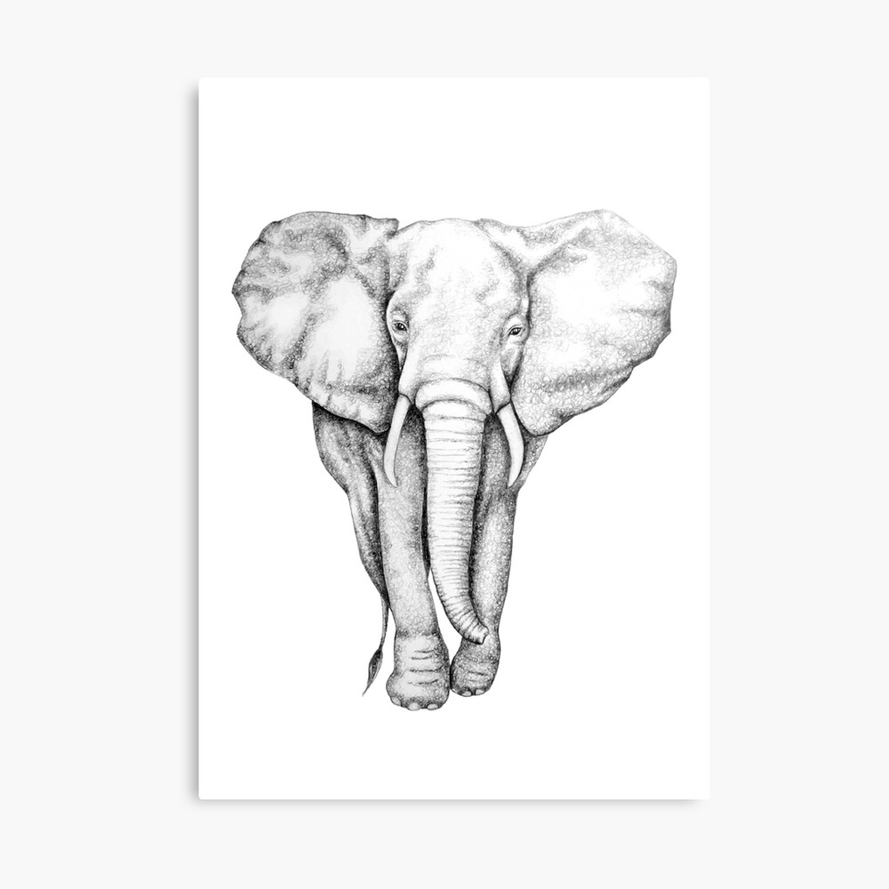How to Draw an African Elephant – arthtdraw