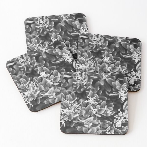 Item preview, Beach stars (B&W) designed and sold by Bradie B Photography.