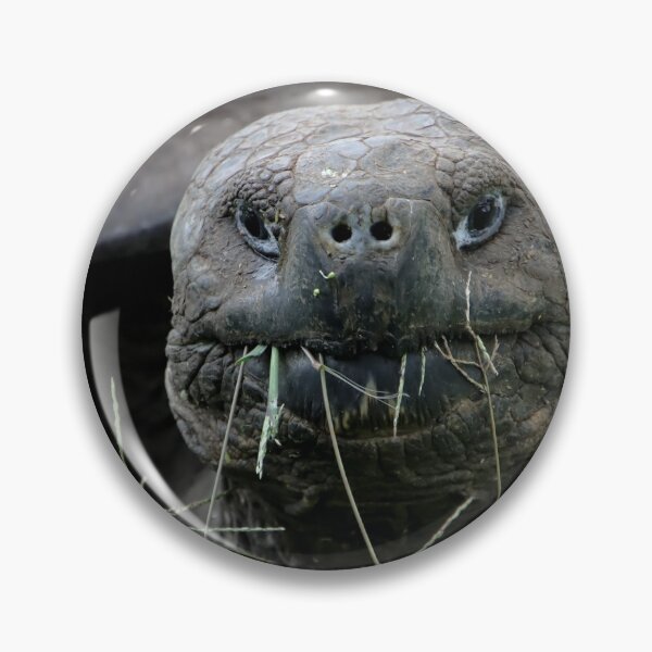 Item preview, Giant Tortoise designed and sold by Carol Bock.
