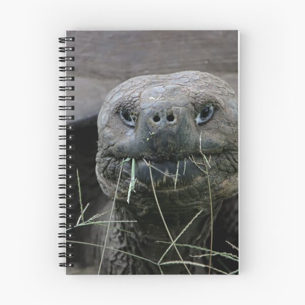 Item preview, Giant Tortoise designed and sold by Carol Bock.