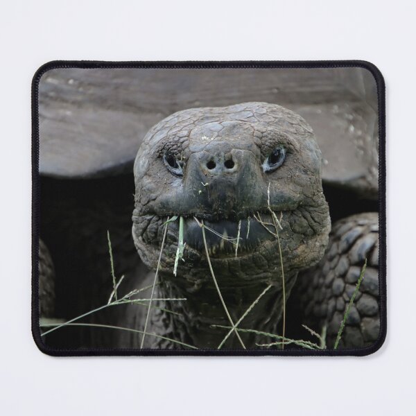 Item preview, Giant Tortoise designed and sold by Carol Bock.