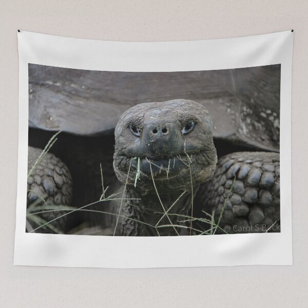 Item preview, Giant Tortoise designed and sold by Carol Bock.