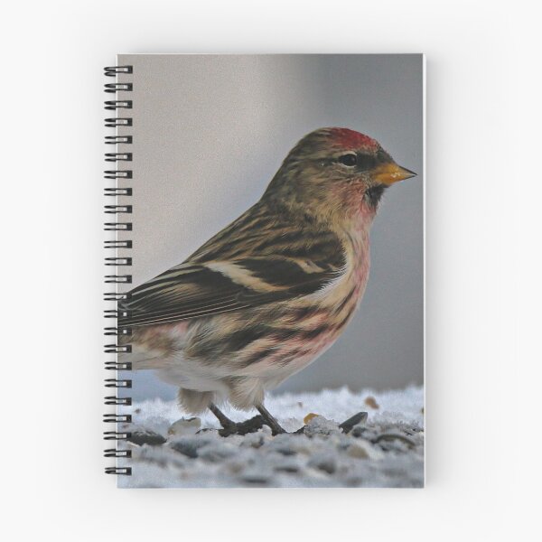 Item preview, Close up Common Redpoll  designed and sold by ADM  Photography.