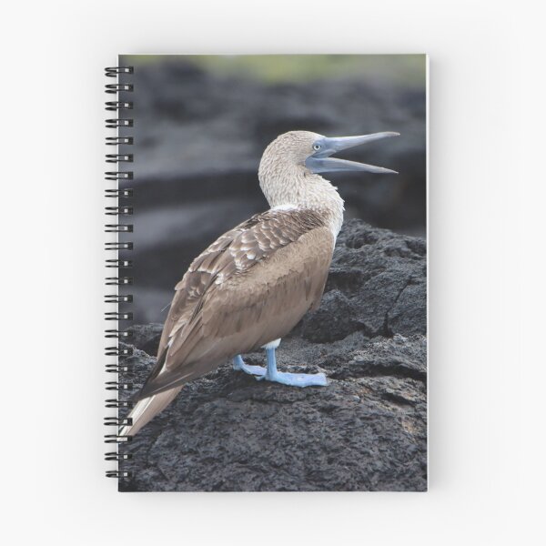 Item preview, Blue Footed Booby designed and sold by Carol Bock.