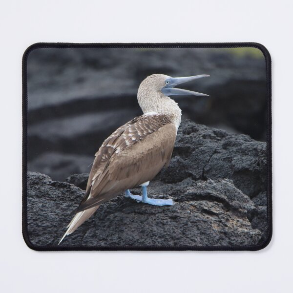Item preview, Blue Footed Booby designed and sold by Carol Bock.