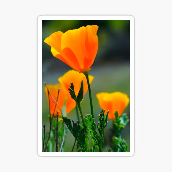 Item preview, California Poppy designed and sold by Eyal Nahmias.