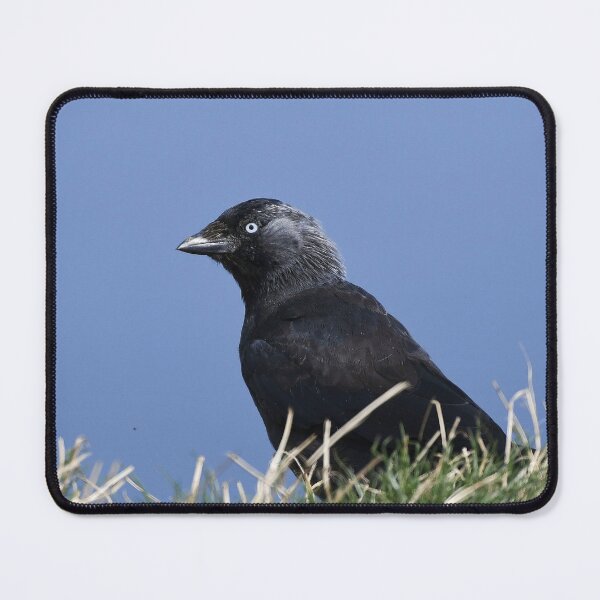 Item preview, Jackdaw designed and sold by rwhooster.