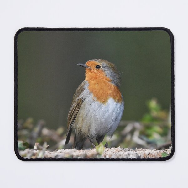 Item preview, Robin Red Breast designed and sold by rwhooster.