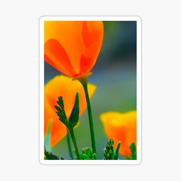 Item preview, California Poppy designed and sold by Eyal Nahmias.