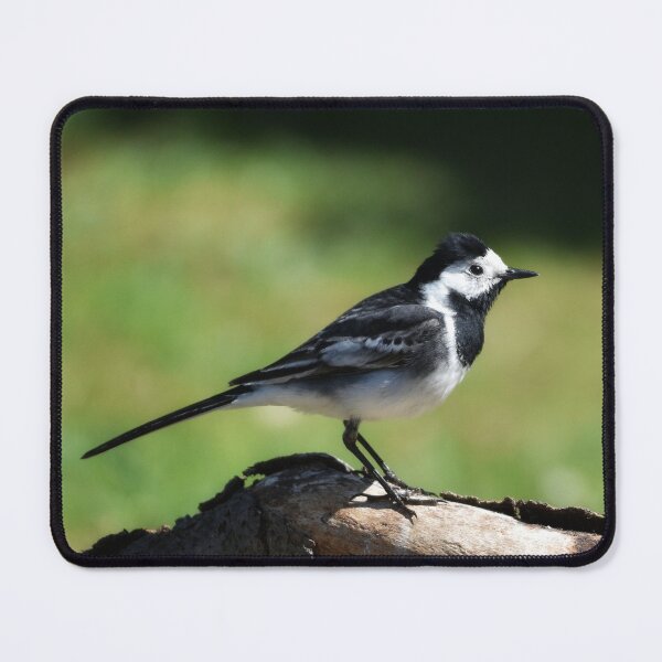 Item preview, Pied Wagtail  designed and sold by rwhooster.
