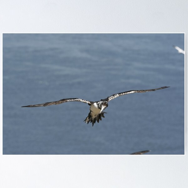 Item preview, Flying Gannet designed and sold by rwhooster.