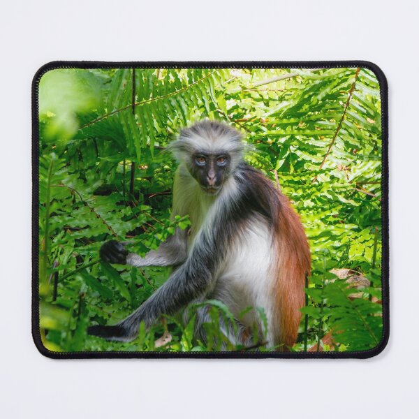 Item preview, Red Colobus Monkey of Zanzibar Island, Tanzania designed and sold by SafariByMarisa.