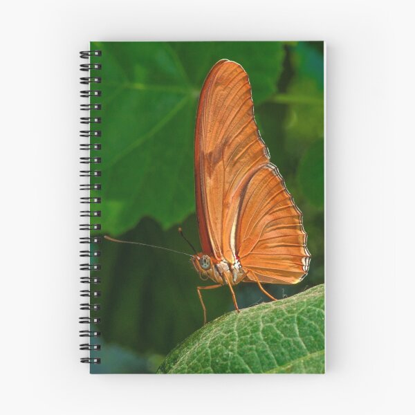 Item preview, Julia Heliconian butterfly, (Dryas Iulia), designed and sold by Eyal Nahmias.