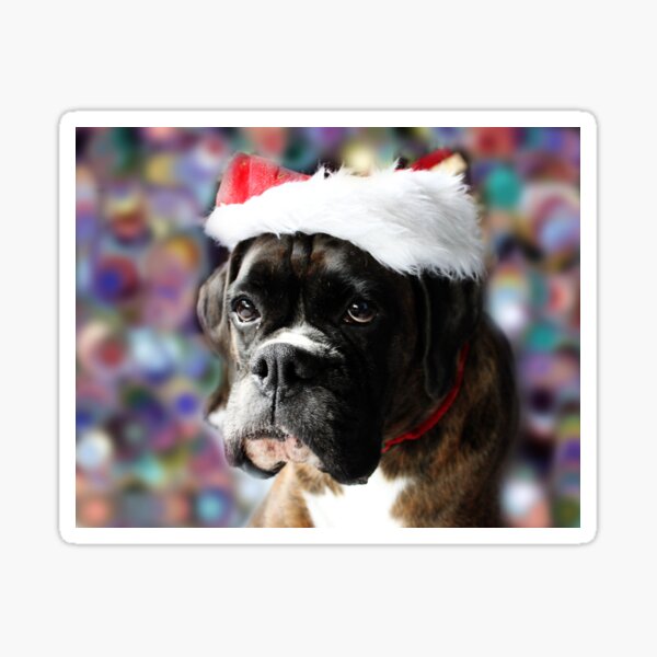 The Colour Of Christmas - Boxer Dogs Series Sticker