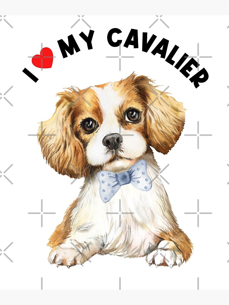 My cavalier king charles hot sale spaniel