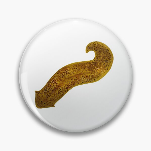 Item preview, Planarian Flatworm Microbiology Watercolor Illustration designed and sold by ModelOrganism.
