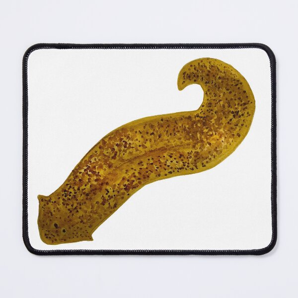 Item preview, Planarian Flatworm Microbiology Watercolor Illustration designed and sold by ModelOrganism.