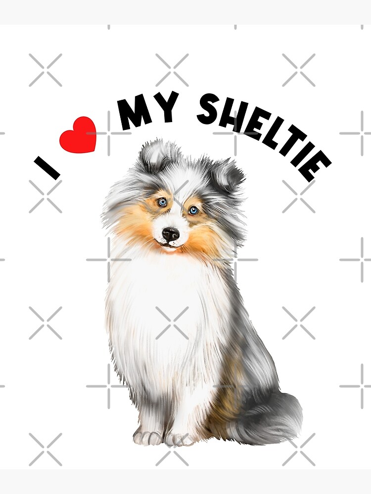 lindo cachorro sheltie