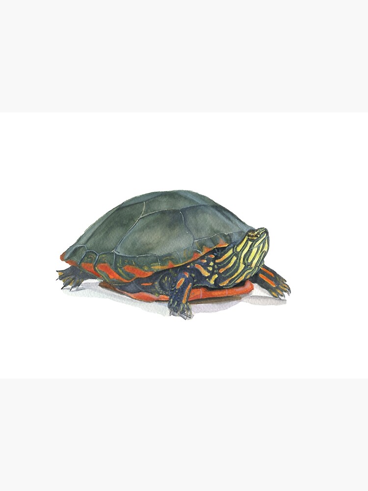 "Eastern Painted Turtle" Poster for Sale by HunterMuratori Redbubble