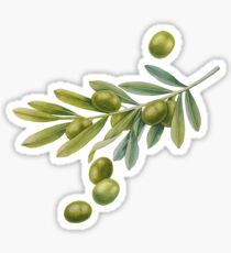 Watercolor green olive branch Sticker