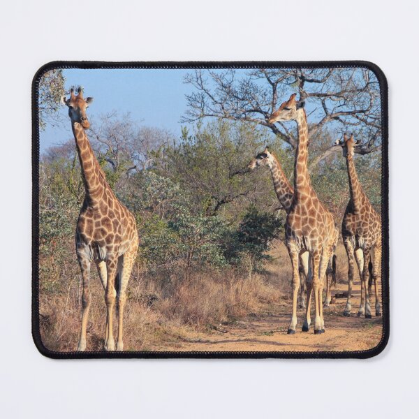 Item preview, Four giraffes in the morning light designed and sold by SafariByMarisa.