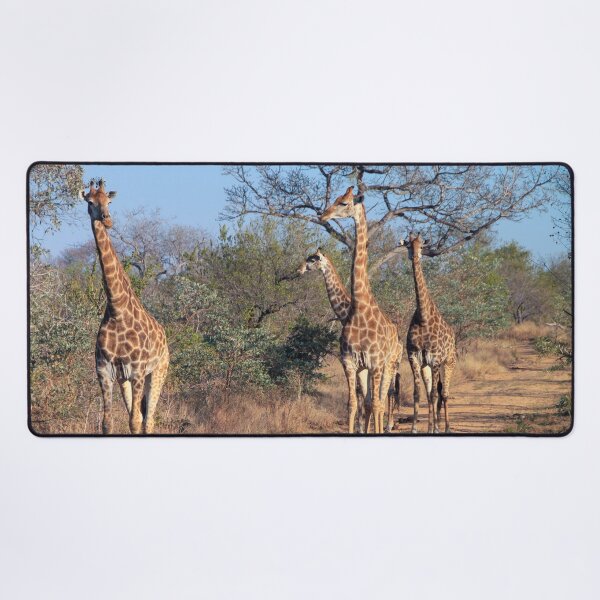 Artikel-Vorschau von Vier Giraffen im Morgenlicht, designt und verkauft von SafariByMarisa.