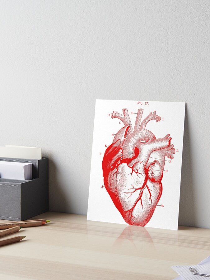 Anatomical heart wall art print