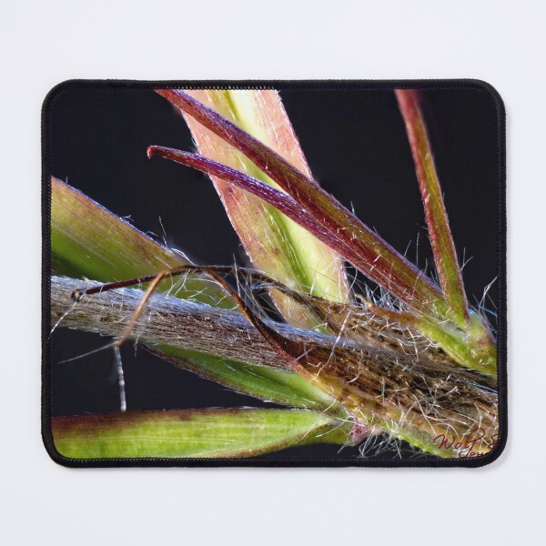 Item preview, Look Closer ... (11) designed and sold by Wolf Sverak Photography.