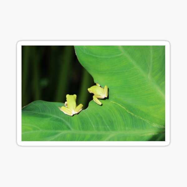 Twin Tree Frogs Sticker