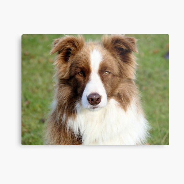 Chocolate Collie Metal Print