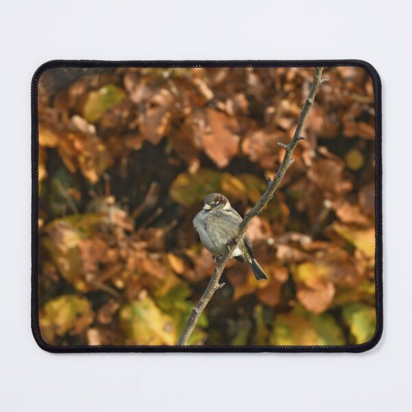 Item preview, House Sparrow on a Branch designed and sold by rwhooster.