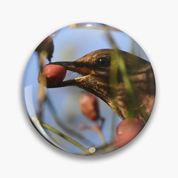 Item preview, A Blackbird Reaching for a Snack designed and sold by rwhooster.