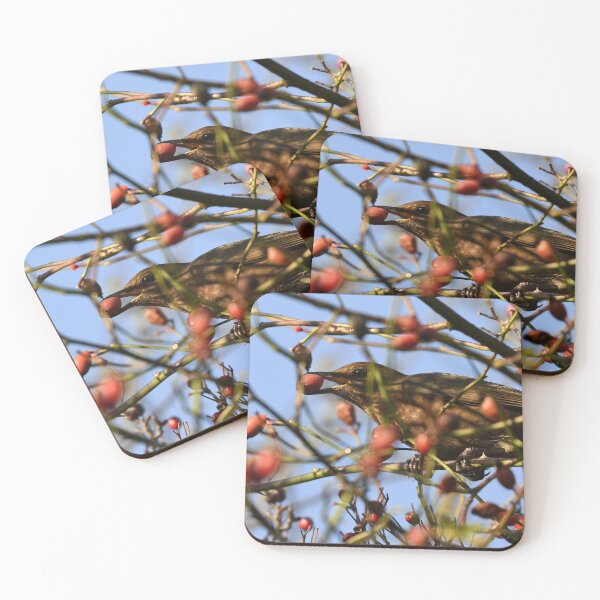 Item preview, A Blackbird Reaching for a Snack designed and sold by rwhooster.