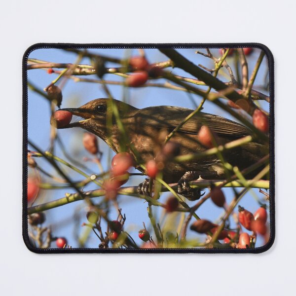 Item preview, A Blackbird Reaching for a Snack designed and sold by rwhooster.