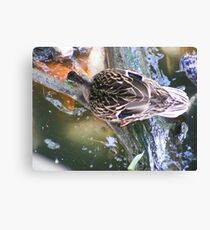 Feeding Duck Canvas Print